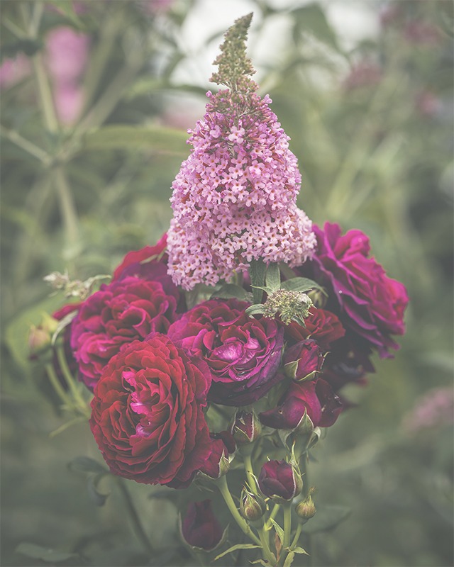 Sommer im Garten, Rose Gräfin von Hardenberg mit Sommerflieder