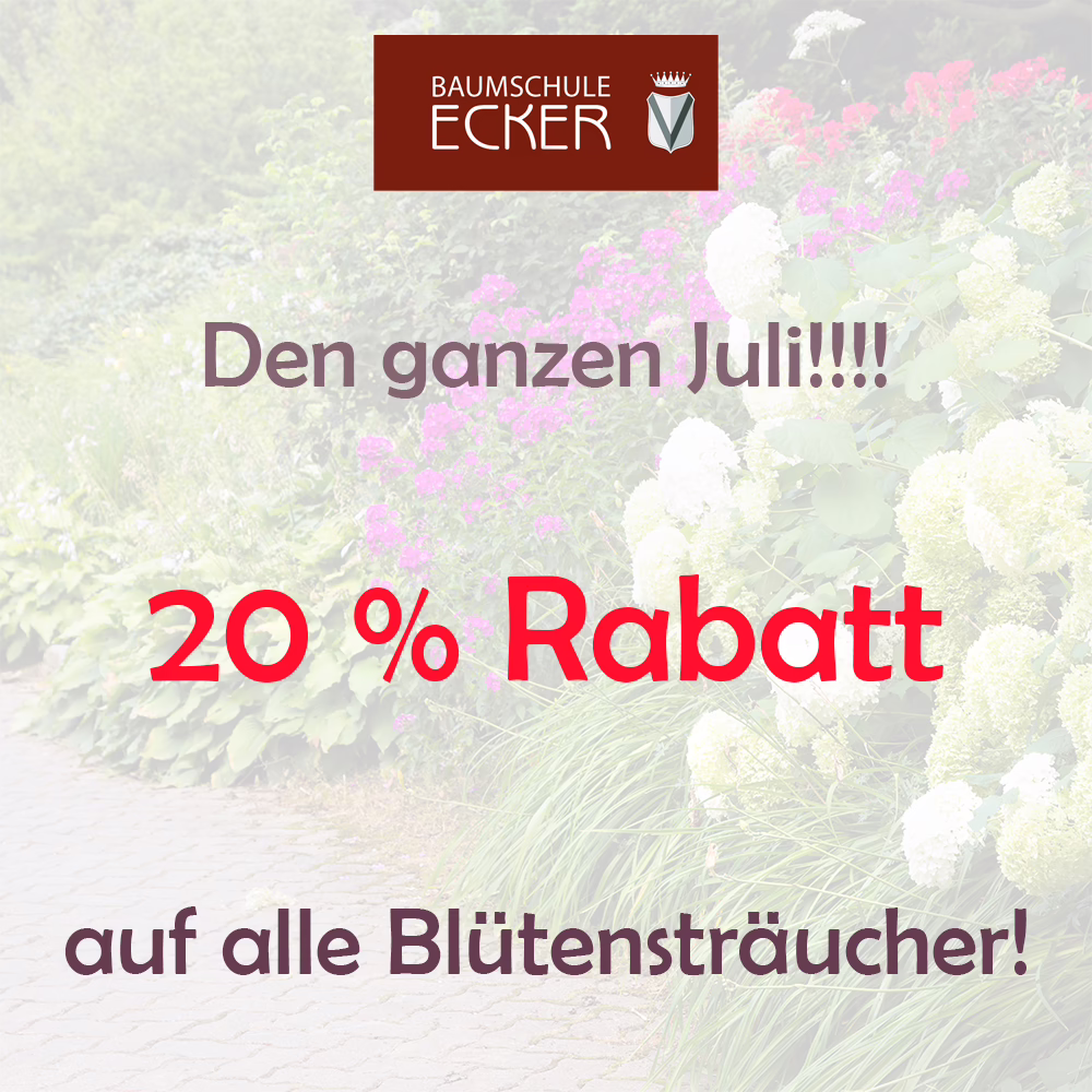 Blütensträucheraktion Kopie